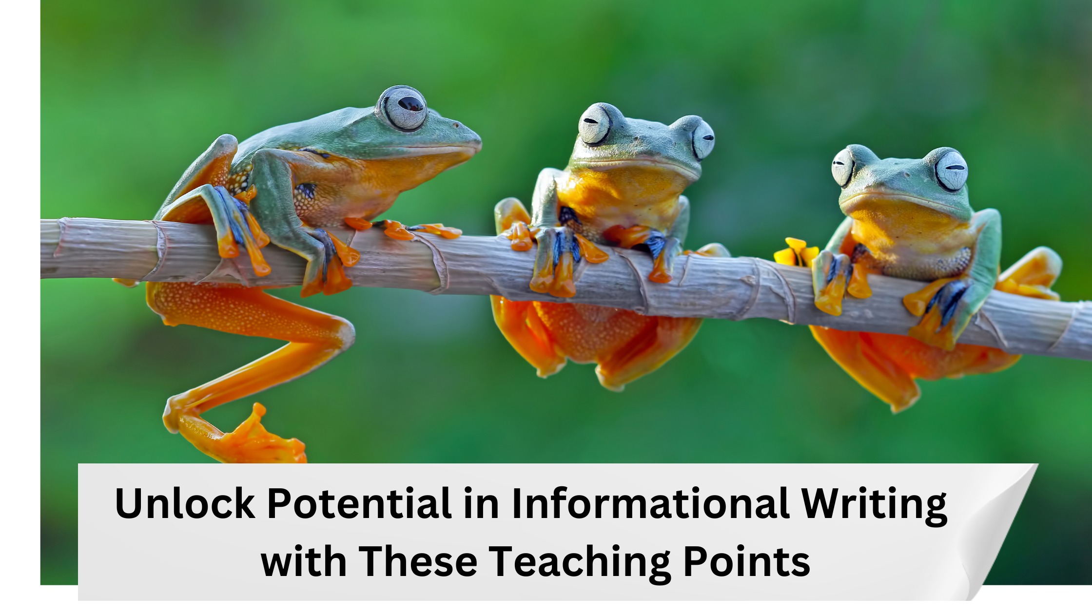 Unlock Potential in Informational Writing with These Teaching Points